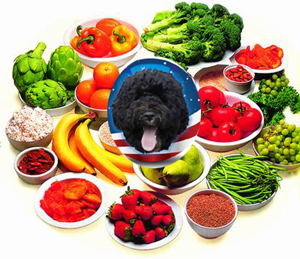 First Dog Bo on Diet